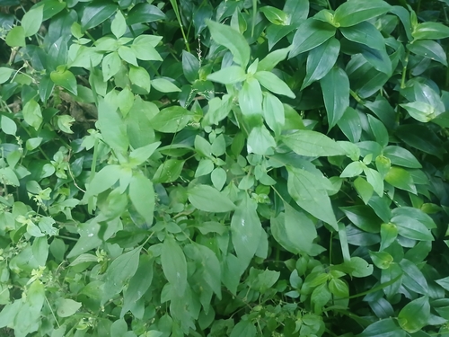 Upright Pellitory (Parietaria officinalis)