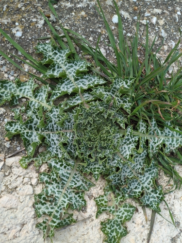 Silybum marianum