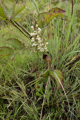 Red-Inner Satyre (Satyrium sphaerocarpum)