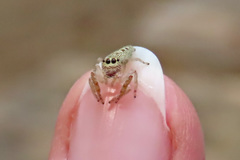 Opisthoncus grassator