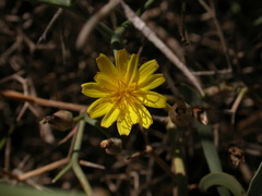 Launaea arborescens