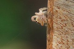 Opisthoncus grassator