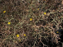 Launaea arborescens