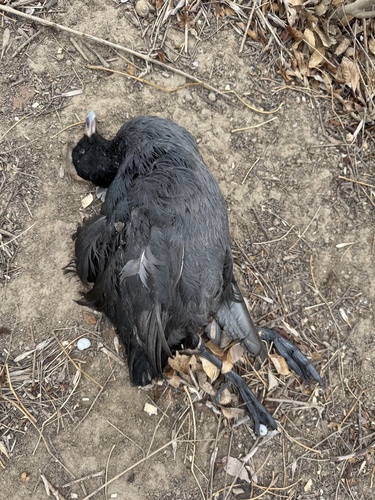 Eurasian Coot