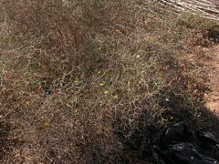 Launaea arborescens