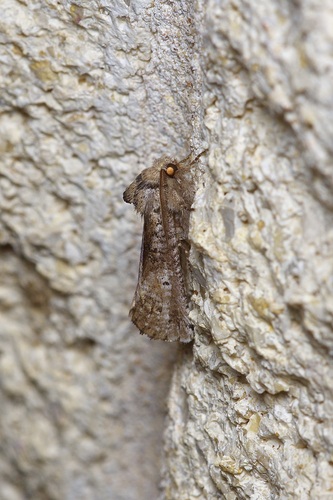 Aon Moth photo 2