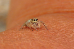 Opisthoncus grassator