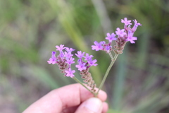 Verbena intermedia
