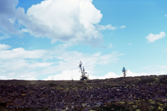 Larix gmelinii, photograph (c) Oleg Kosterin, some rights reserved (CC BY)