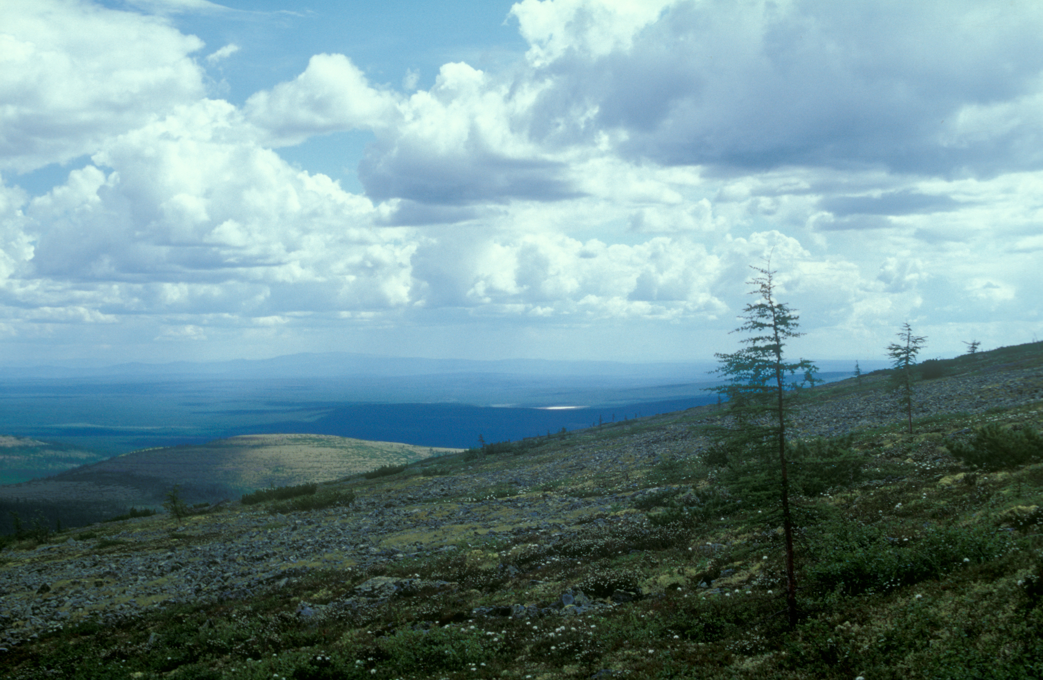 Dahurian Larch (Larix gmelinii)