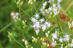 Chromolaena laevigata