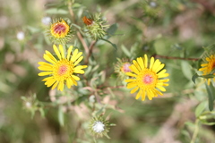 Grindelia pulchella