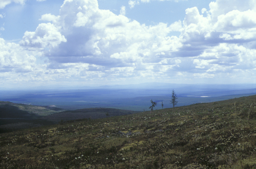 Larix gmelinii, photograph 5
