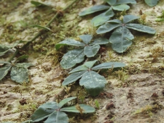 Tetrastigma obtectum