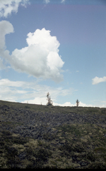 Larix gmelinii, photograph (c) Oleg Kosterin, some rights reserved (CC BY)