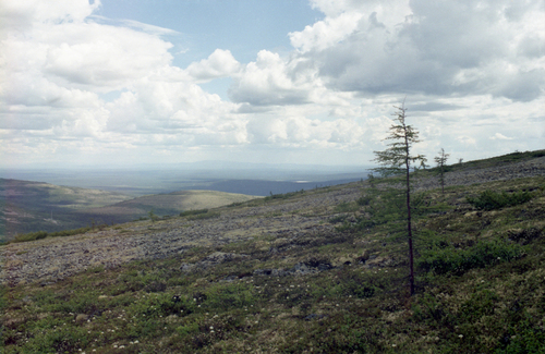 Larix gmelinii, photograph 3