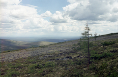 Larix gmelinii, photograph (c) Oleg Kosterin, some rights reserved (CC BY)