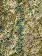 Tetrastigma obtectum