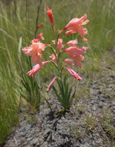 Gladiolus oppositiflorus, photograph 6