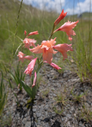 Gladiolus oppositiflorus, photograph 4