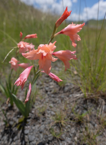 Gladiolus oppositiflorus, photograph 5