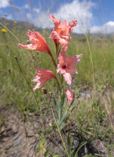 Gladiolus oppositiflorus, photograph 2