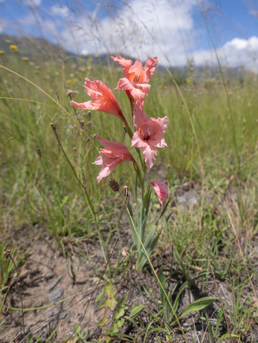 Gladiolus oppositiflorus, photograph 3
