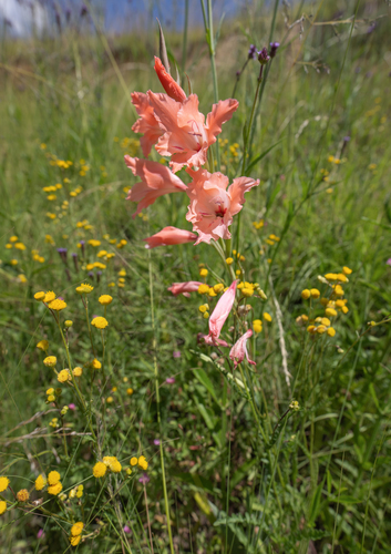Salmon Gladiolus (Gladiolus oppositiflorus)