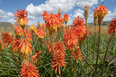 (c) Morten Ross, some rights reserved (CC BY) Kniphofia linearifolia, photograph (c) Morten Ross, some rights reserved (CC BY)
