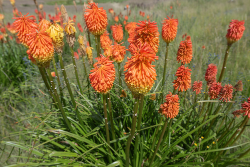 Common Marsh Poker (Kniphofia linearifolia)