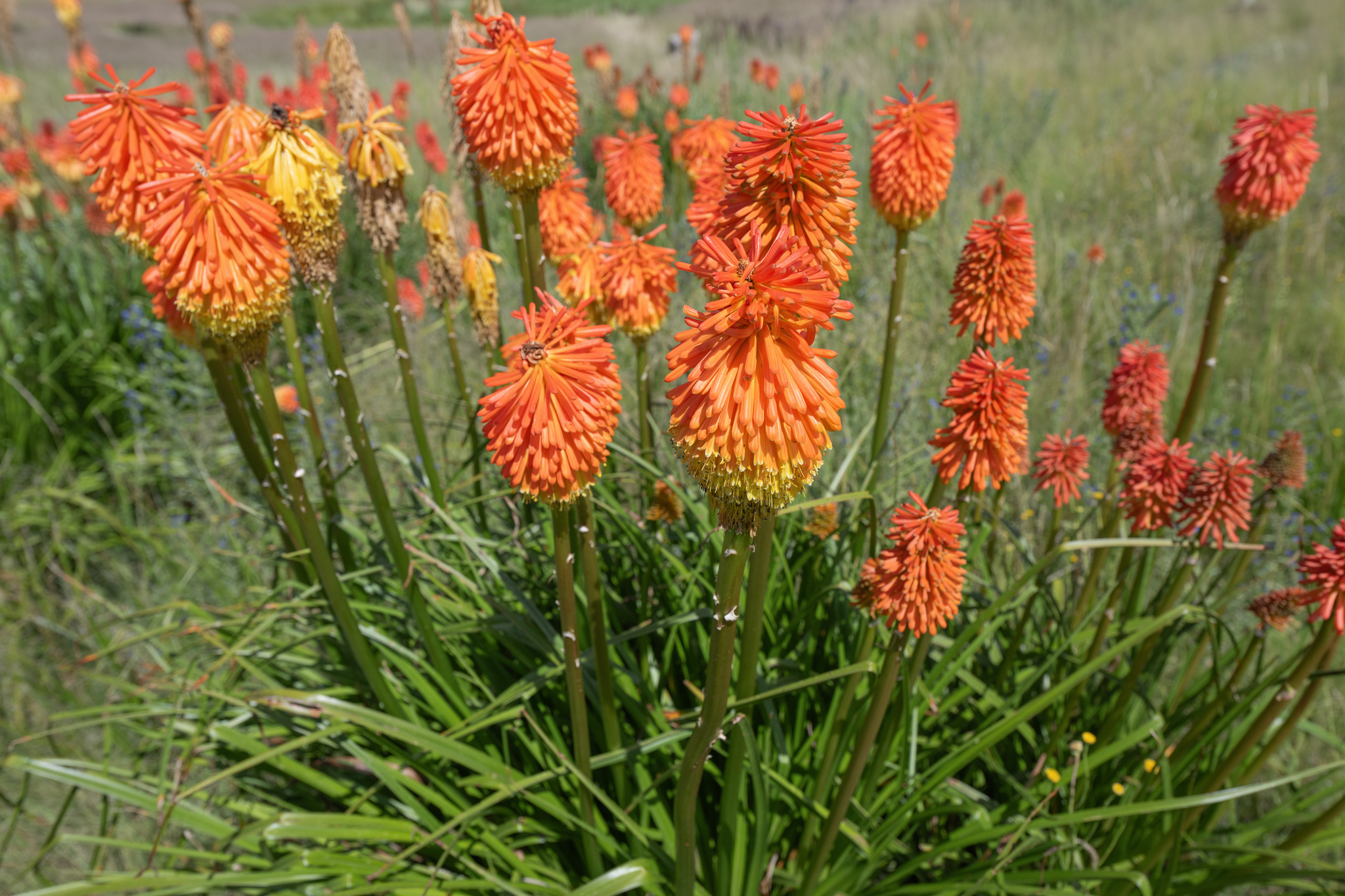 Common Marsh Poker (Kniphofia linearifolia)
