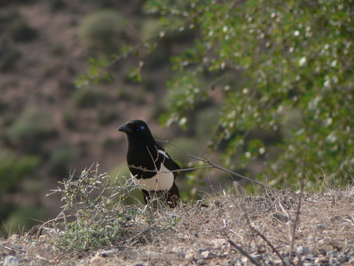 Urraca magrebí (Pica mauritanica)