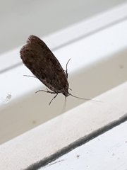 Agonopterix heracliana
