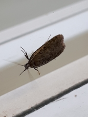Agonopterix heracliana