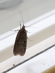 Agonopterix heracliana