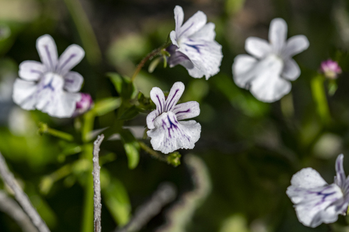 Pale Lionface (Nemesia diffusa)