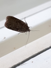 Agonopterix heracliana