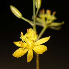 Bulbine favosa