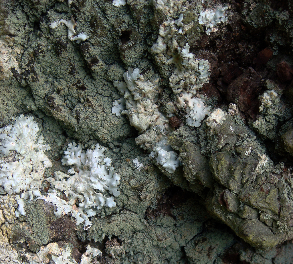 Cladia schizopora