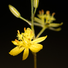 Bulbine favosa