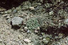 Neowerdermannia vorwerkii