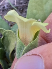 Thunbergia capensis