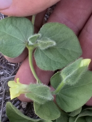 Thunbergia capensis