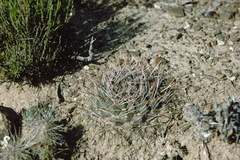 Neowerdermannia vorwerkii