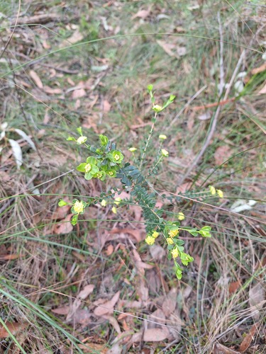 yellow rice-flower (Pimelea flava)