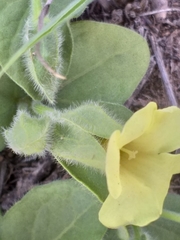 Thunbergia capensis