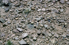 Neowerdermannia vorwerkii