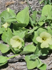 Thunbergia capensis