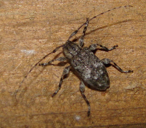 Astylopsis collaris · iNaturalist