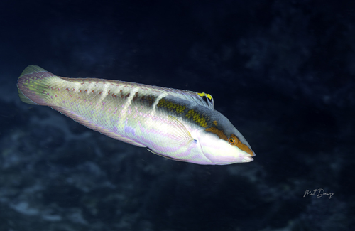 Coris dorsomacula